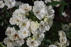 DIComo rose photo