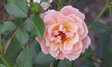 POUlave rose photo
