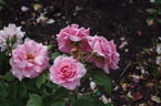 Picture rose photo