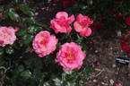 Gordons College rose photo