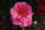 Gordons College rose photo