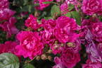 Joseph Guy, Cl. rose photo