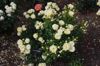 Irene of Denmark rose photo