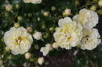 Irene of Denmark rose photo