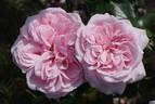 Octavia Hill rose photo
