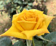 Golden Emblem rose photo