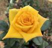 Golden Emblem rose photo