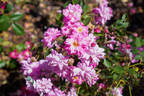 Fellemberg rose photo