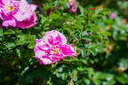 Belle Poitevine rose photo