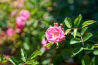 Suitor rose photo