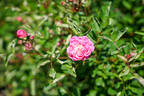Suitor rose photo