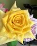 Golden Emblem rose photo
