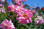 Sunny South rose photo