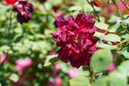 Mrs. Albert Nash rose photo
