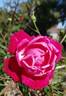 Cherry Drop rose photo