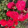 Children's Hope rose photo