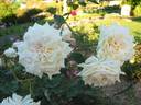 Mrs. Harold Brocklebank rose photo