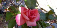 Lorraine Lee rose photo