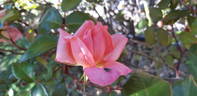 Lorraine Lee rose photo