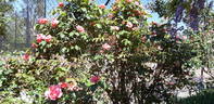 Lorraine Lee rose photo
