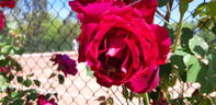 Countess of Stradbroke rose photo