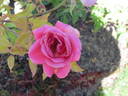 Lorraine Lee Cl. rose photo