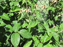 Lorraine Lee Cl. rose photo