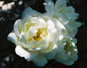 Morning Stars rose photo