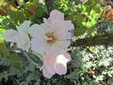 Daydream rose photo