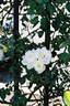 Morning Stars rose photo