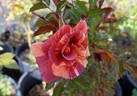 Tawny Tiger rose photo