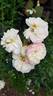 Nancy Bignon-Cordier ® rose photo