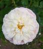Nancy Bignon-Cordier ® rose photo