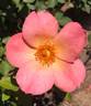Debbies Delight rose photo