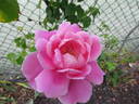 Mrs. Fred Danks rose photo