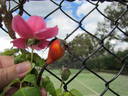 Mrs. Fred Danks rose photo