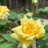 Polly Sunshine rose photo