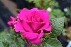 Captivante rose photo