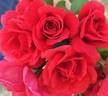 Crawfish Etouffee ™ rose photo
