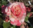 Philatelie rose photo