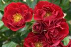 Ruby Ribbons rose photo