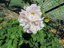 Daydream rose photo