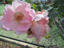 Daydream rose photo