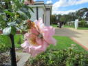 Daydream rose photo