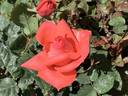 Bolongo Bay rose photo