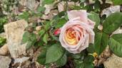 Jane Goodall rose photo