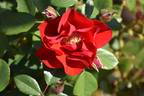 Black Forest Rose rose photo