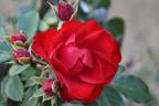 Black Forest Rose rose photo