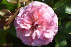 5973-94-1 rose photo
