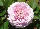 5973-94-1 rose photo